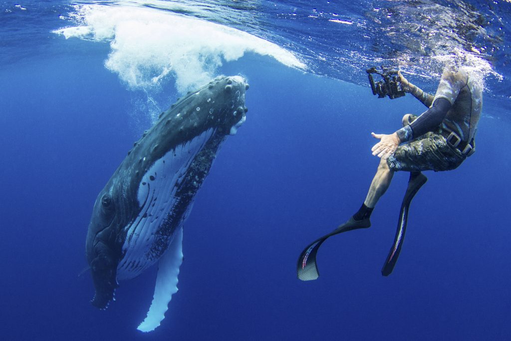 Swim with the Whales
