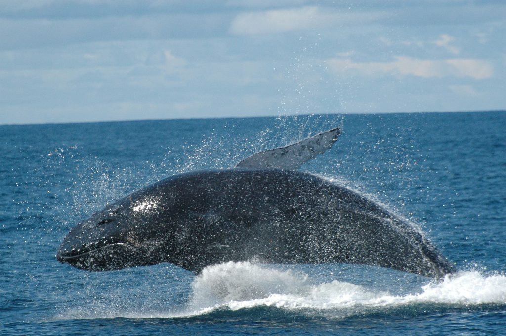 Whale Watch Experience