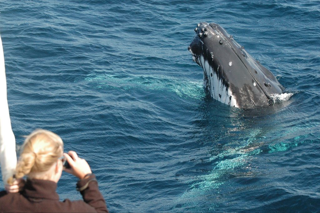 whales interacting with passengers