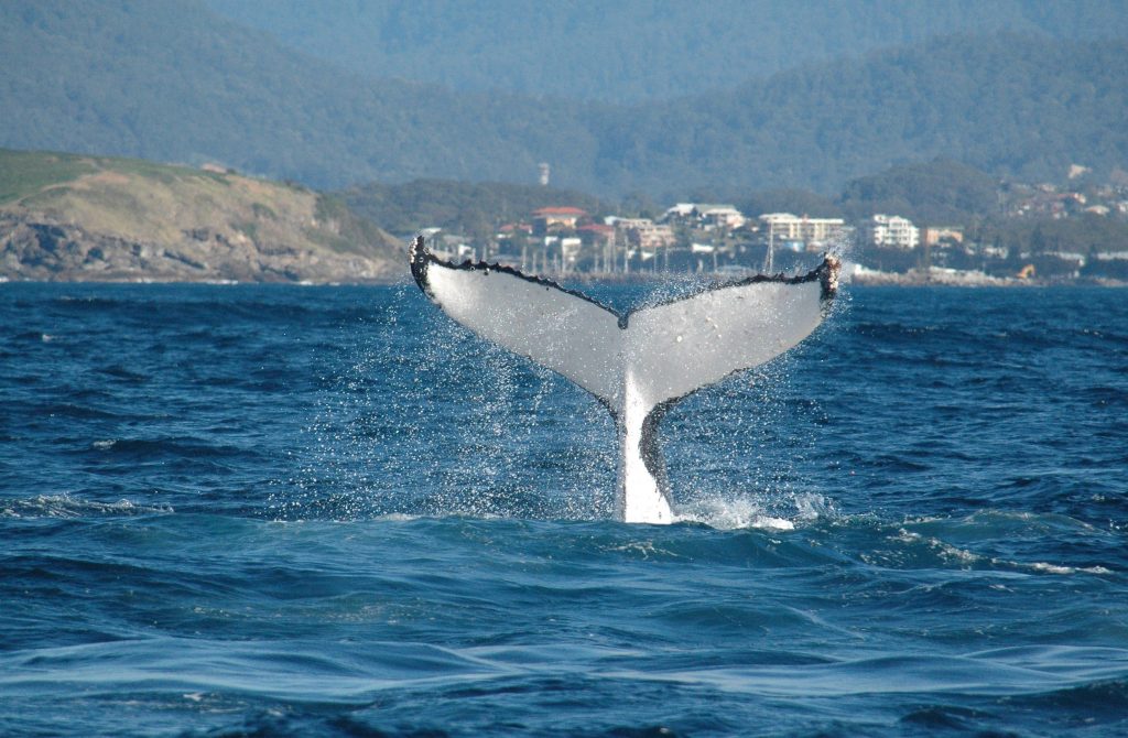 whale tail just outside Coffs Harbour
