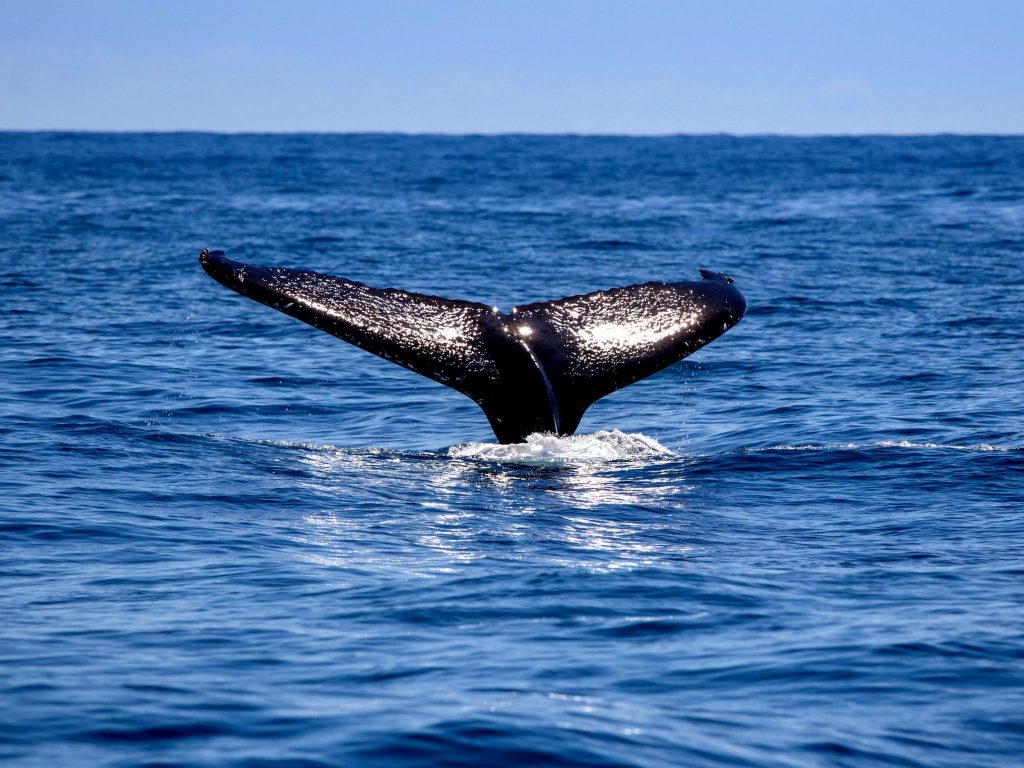 Whale watching Woolgoolga beach view
