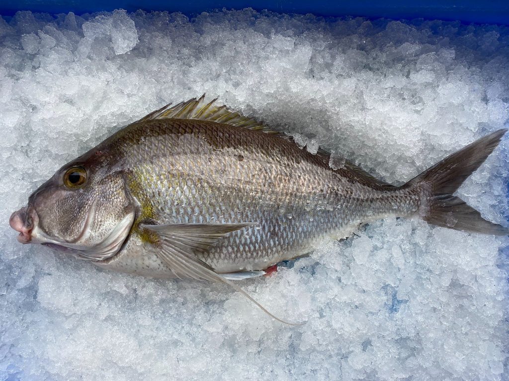 Fish, grey morwong, sustainable fishing, Australian seafood