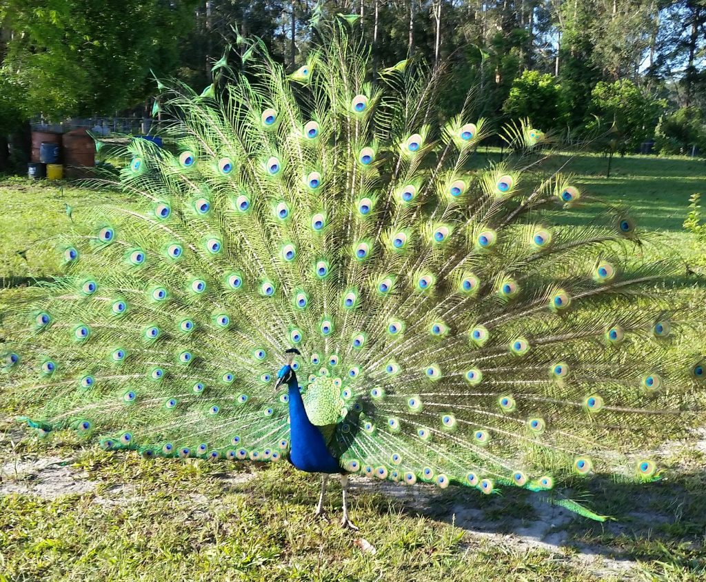 Resident peacock