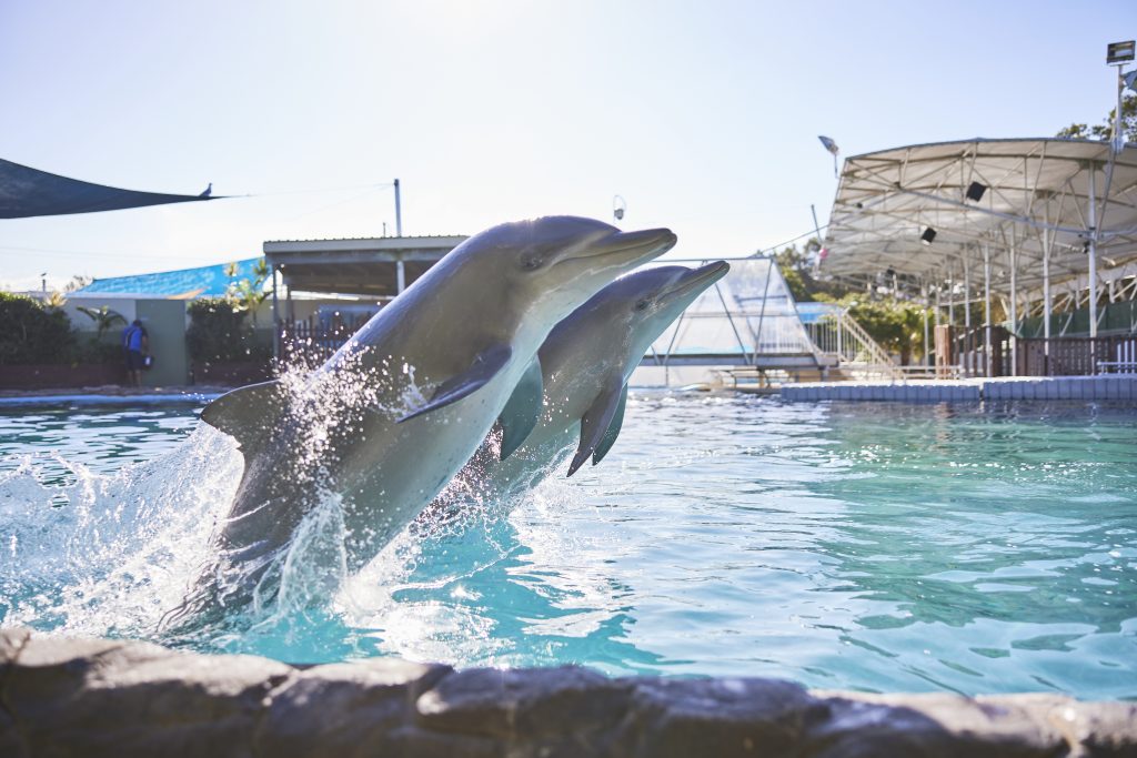 Discover family fun at the live dolphin presentation