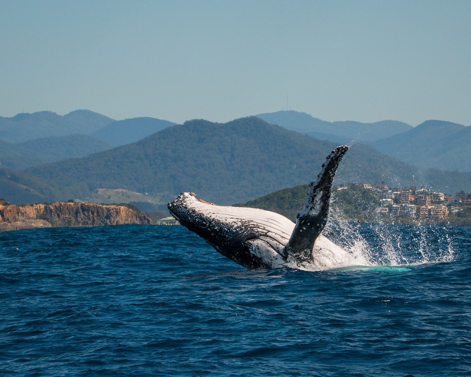 A whale watching adventure  with Jetty Dive