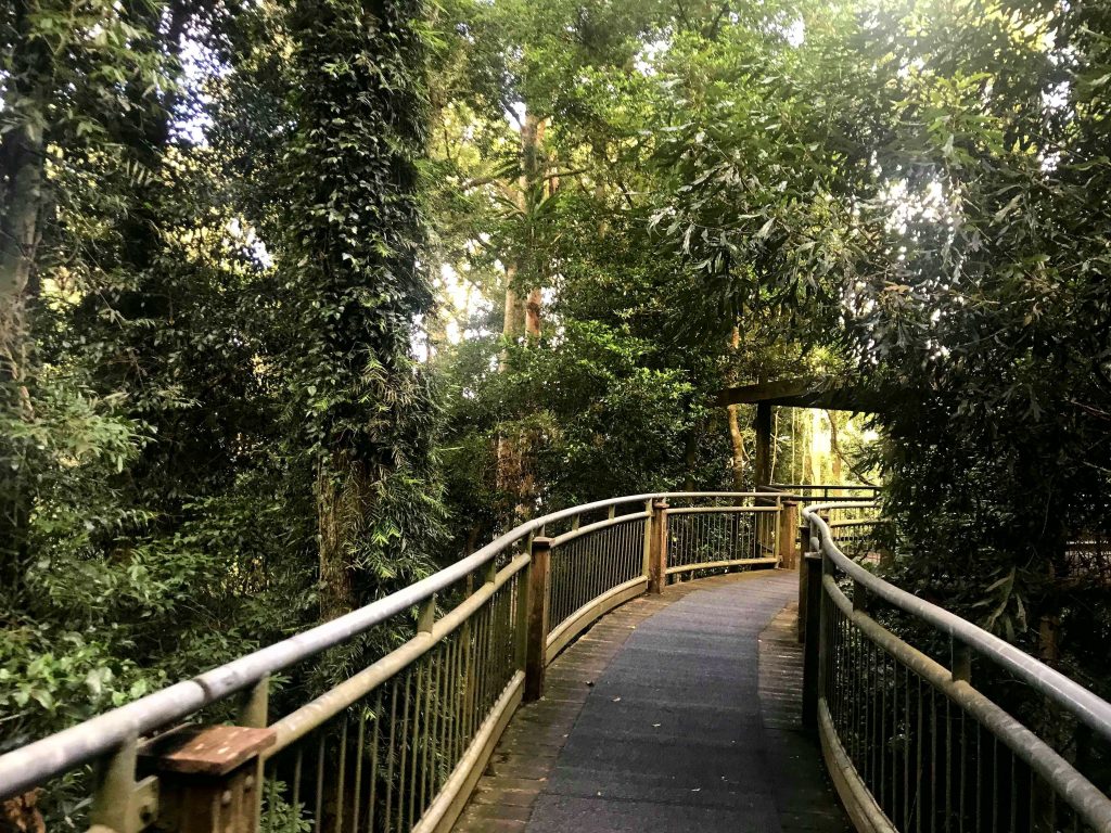 The carpeted boardwalk through the rainforest gives you the opportunity to see over 150 bird species