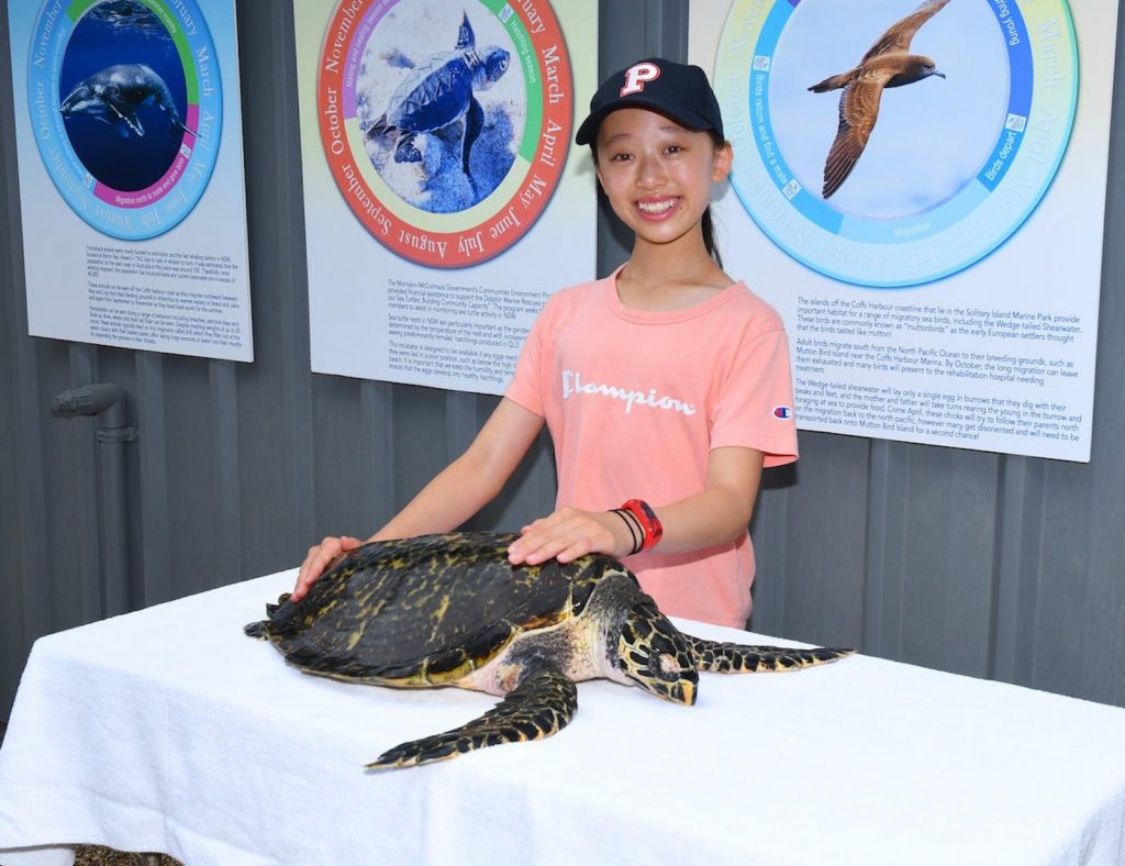 Young girl with sea turtle in marine animal hospital at Dolphin Marine Conservation Park