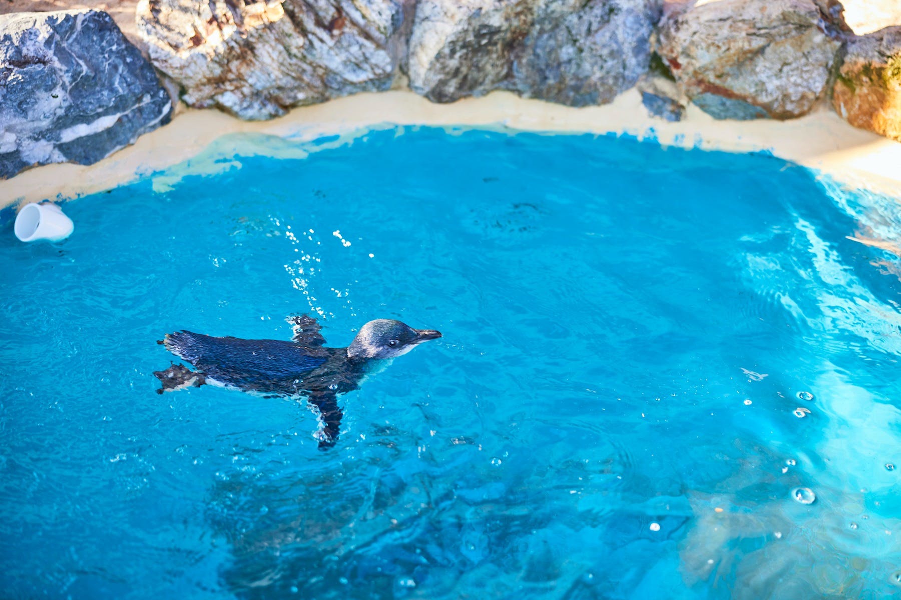 Little Blue Penguin Swimming in lagoon at Dolphin Marine Conservation Park