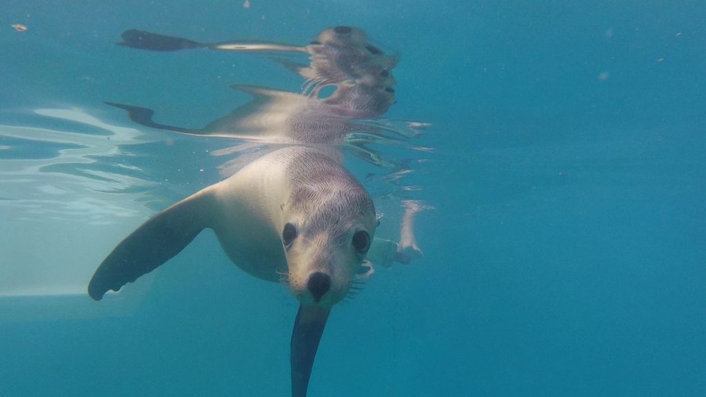 Australian Sea Lion swimming under water at Dolphin Marine Conservation Park