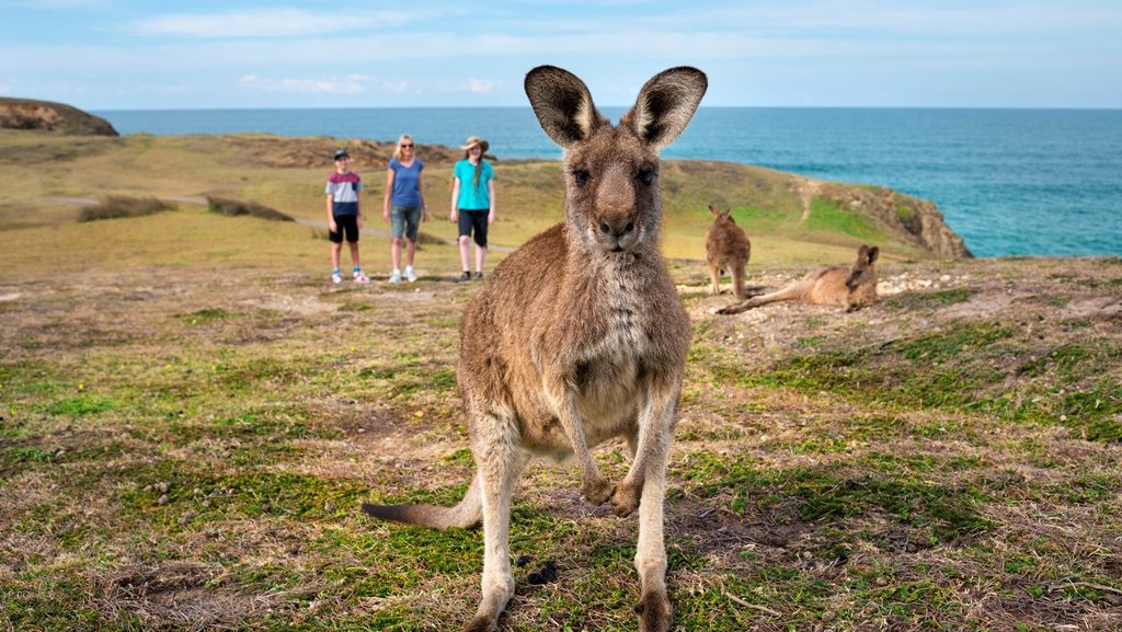 Kangaroos at Look At Me Now Headland Emerald Beach