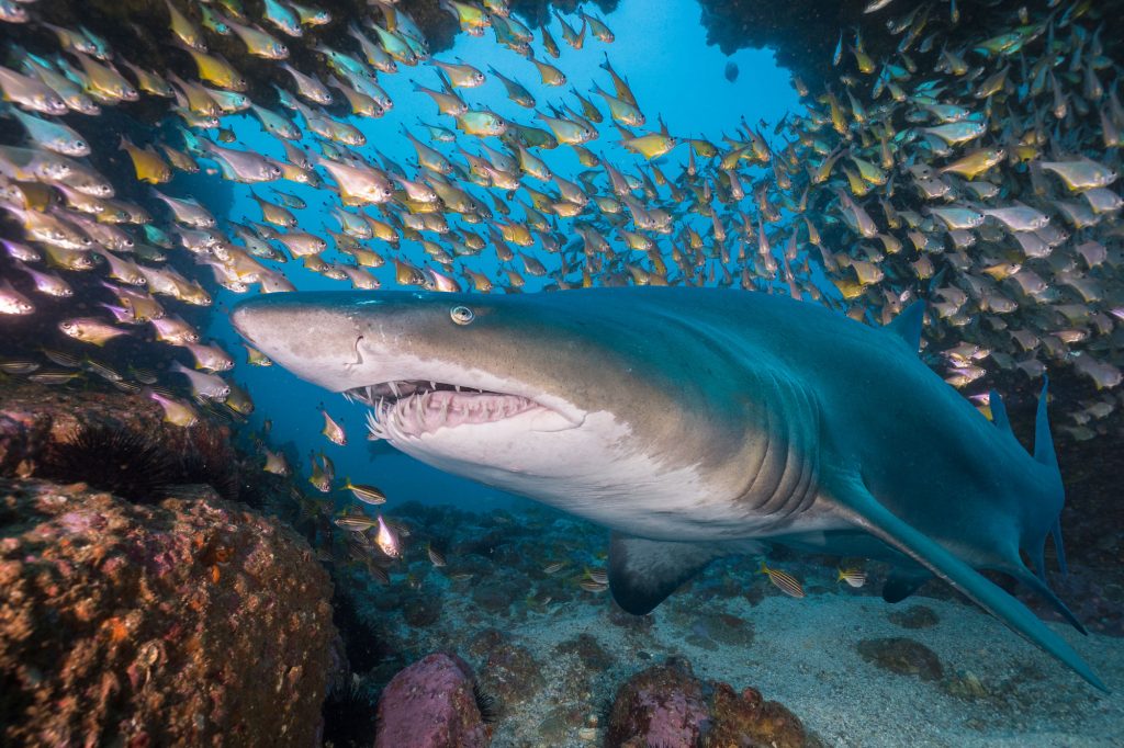 Grey Nurse Shark At Manta Arch