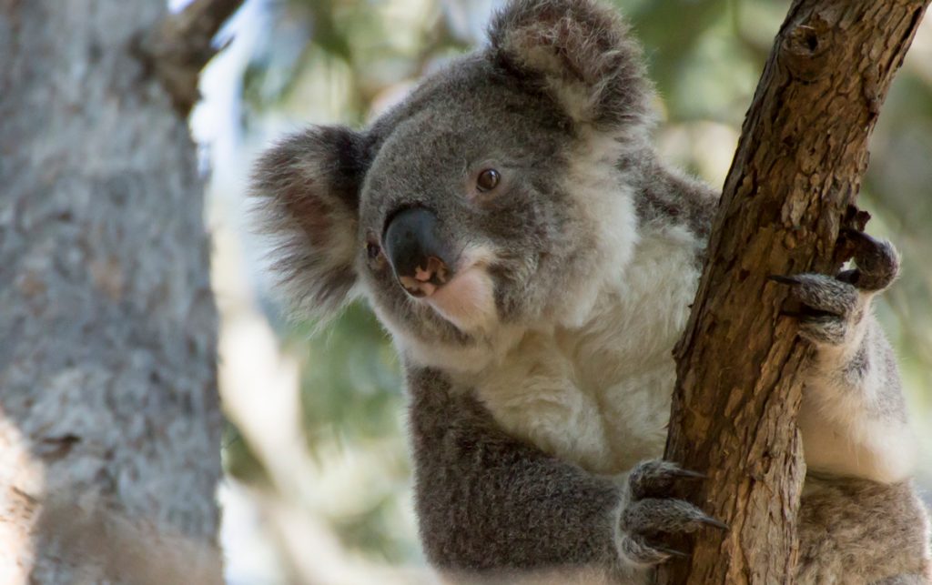Koala At Coffs Harbour Botanic Garden