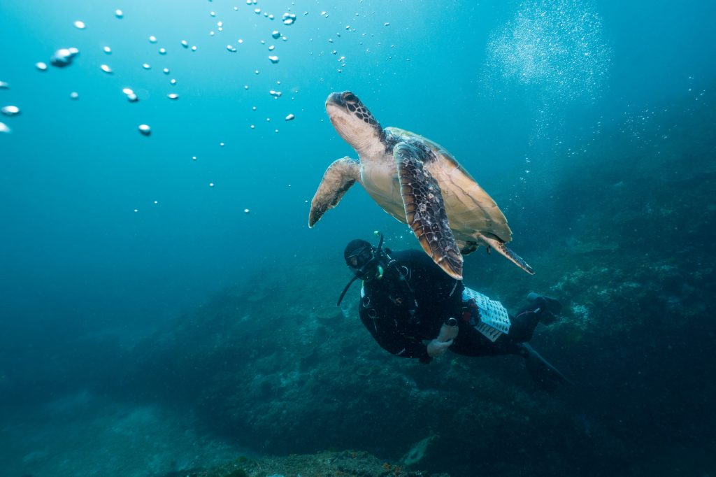 Turtles Glide Peacefully Past You On Your Dive