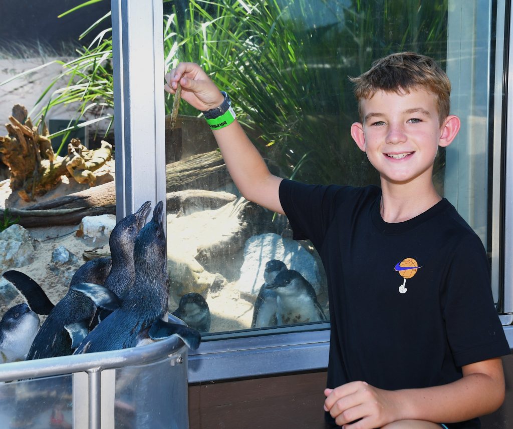 Boy feeding a fish to a Little Blue Penguin at Dolphin Marine Conservation Park