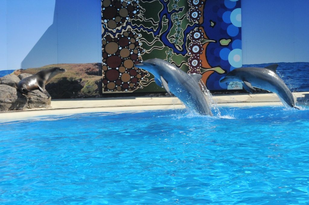 Australian Sea Lion and two dolphins leaping during Dolphin Dreamtime Presentation at Dolphin Marine