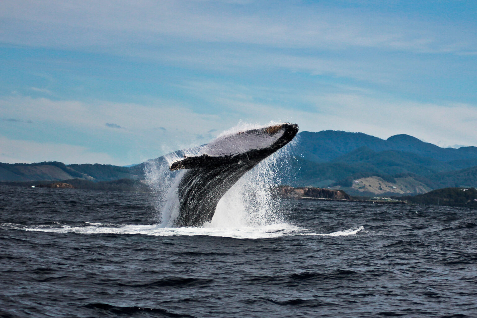 Jetty Dive Offers Whale Encounters In Addition To Diving Adventures