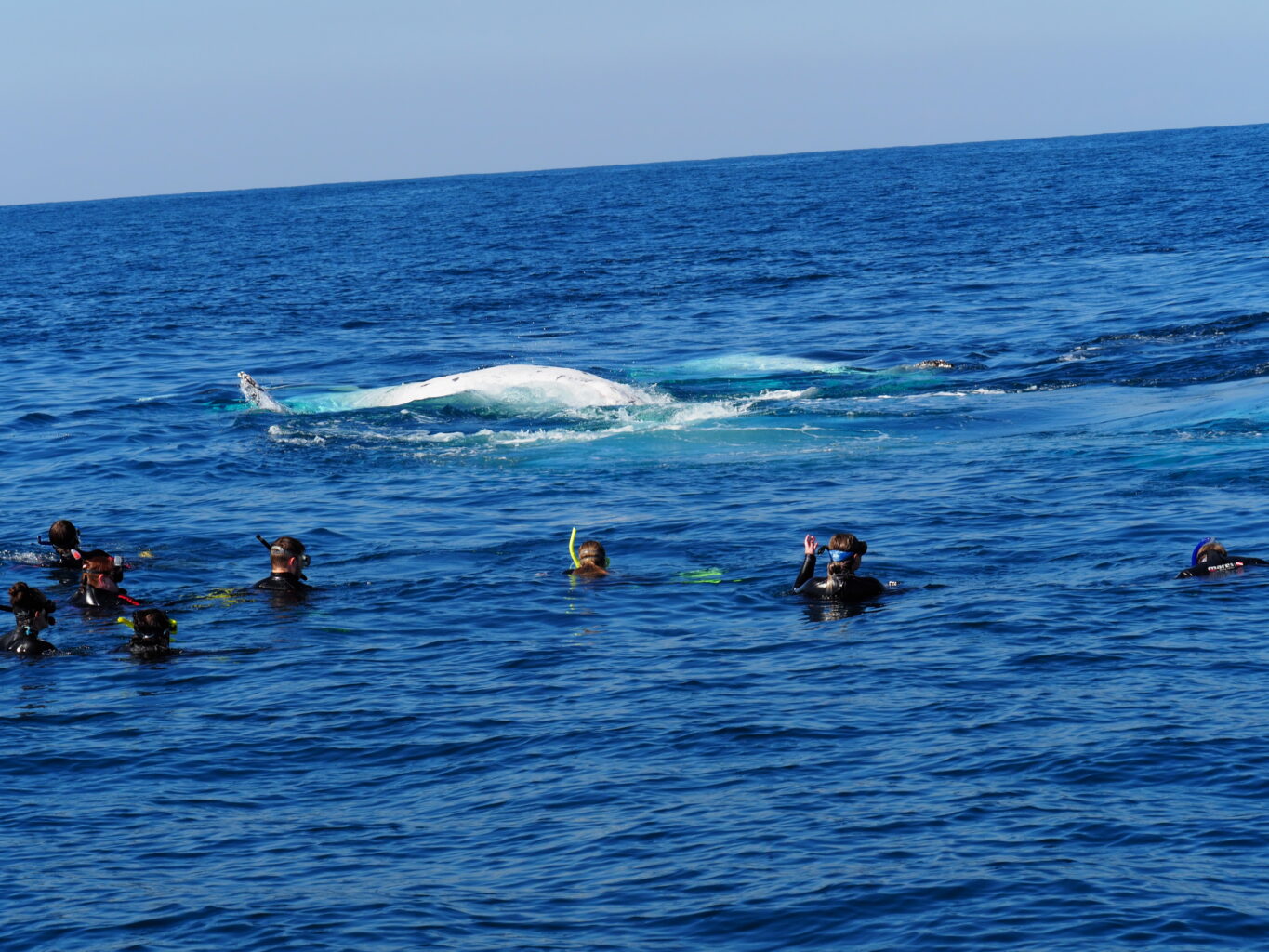 Whale Swimming Season In August And September