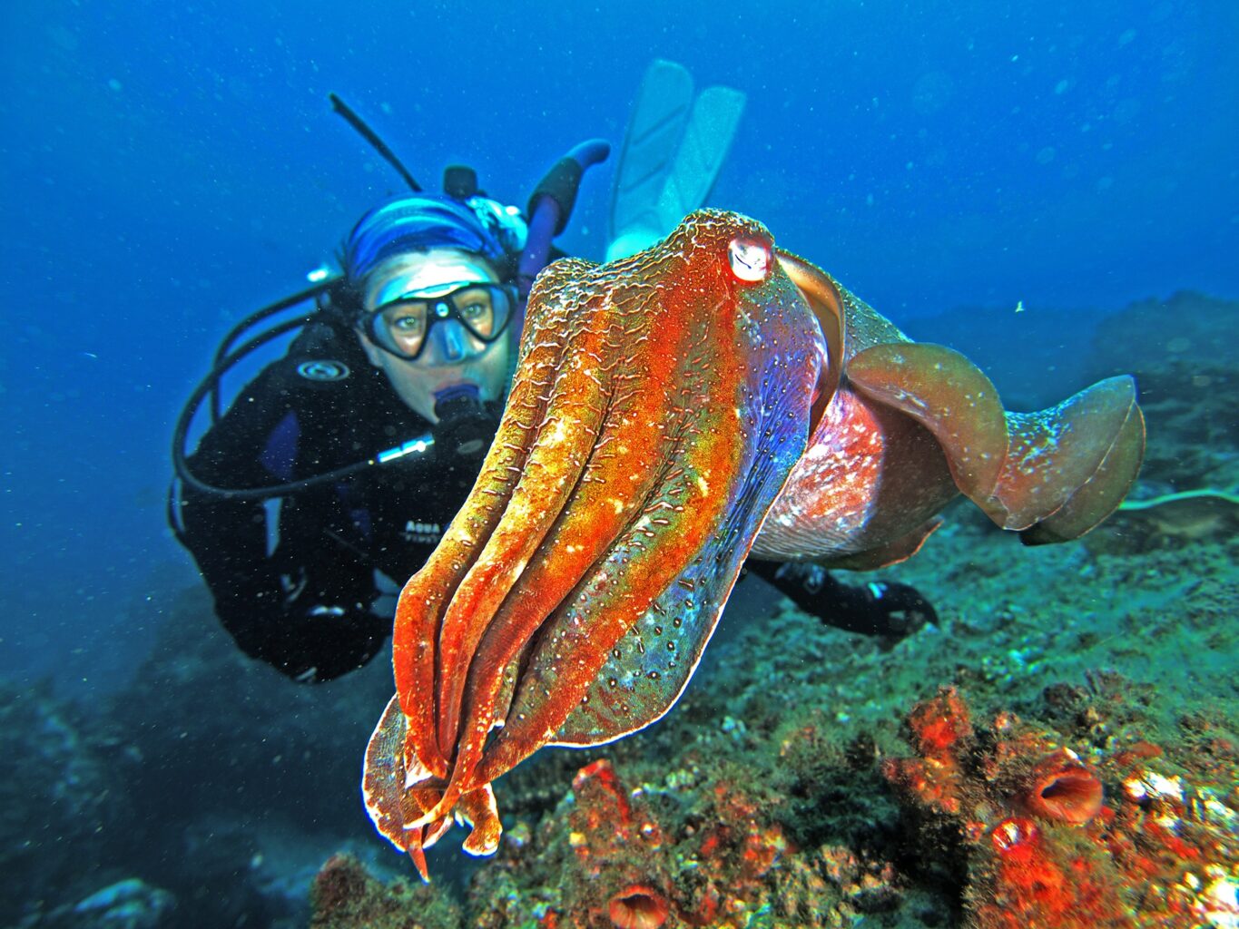 The Giant Cuttlefish Is One Of The Largest Cuttlefish On Earth