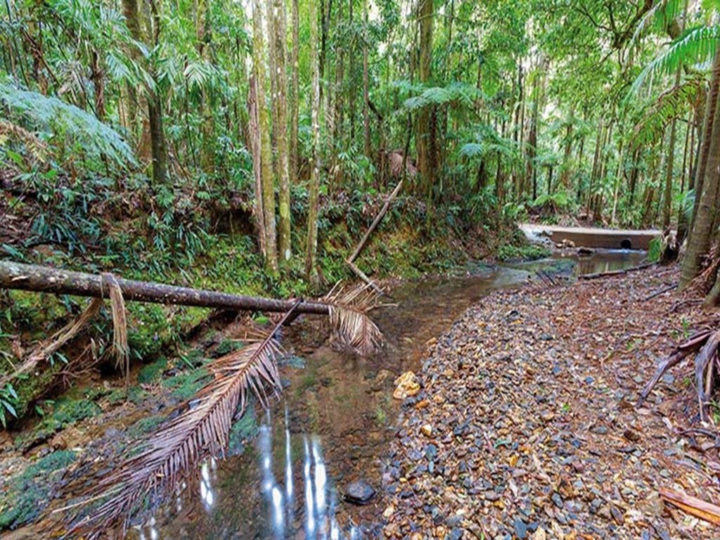 Palm-lined rainforest, Ulidarra National Park. Photo: Robert Cleary © DPIE