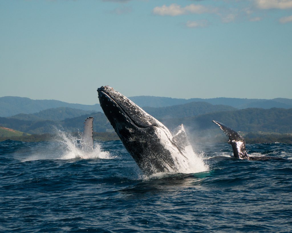 Whale Watching on Coffs Coast