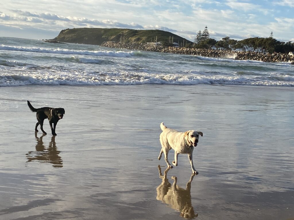 North Wall is a pet-friendly leash free beach on the Coffs Coast