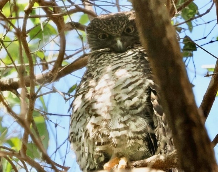 Powerful Owl Chick in the Botanic Garden