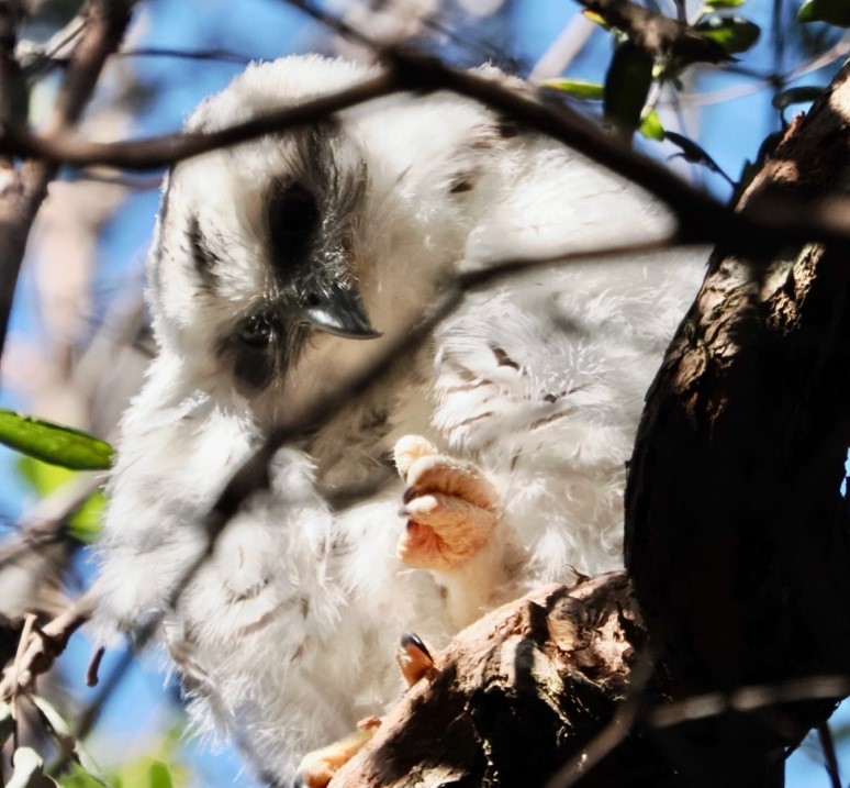 Powerful Owl Chick in the Botanic Garden
