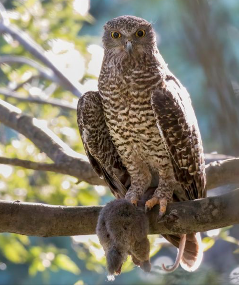 Powerful Owl with possum for dinner