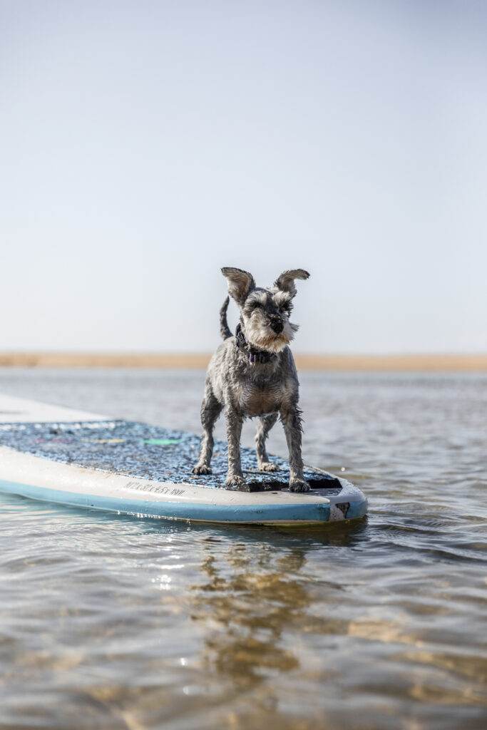 Dog riding stand-up paddle board