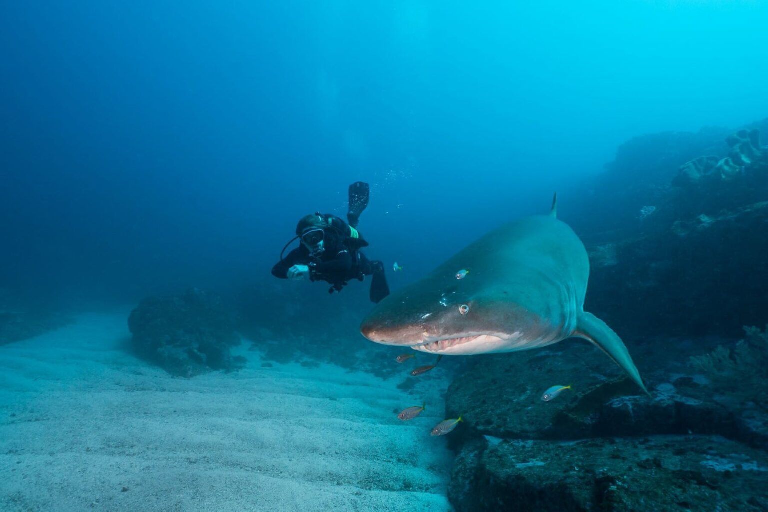 A doiver cruising not far from a Grey Nurse Shark in clear blue water