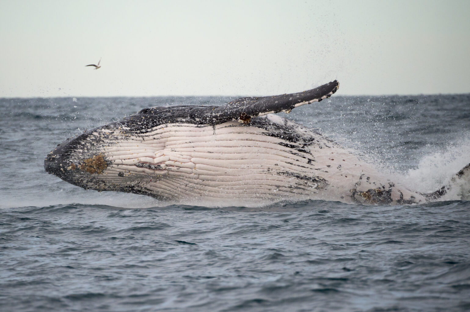Whales on the Coffs Coast