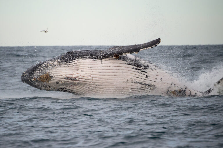 Whales on the Coffs Coast