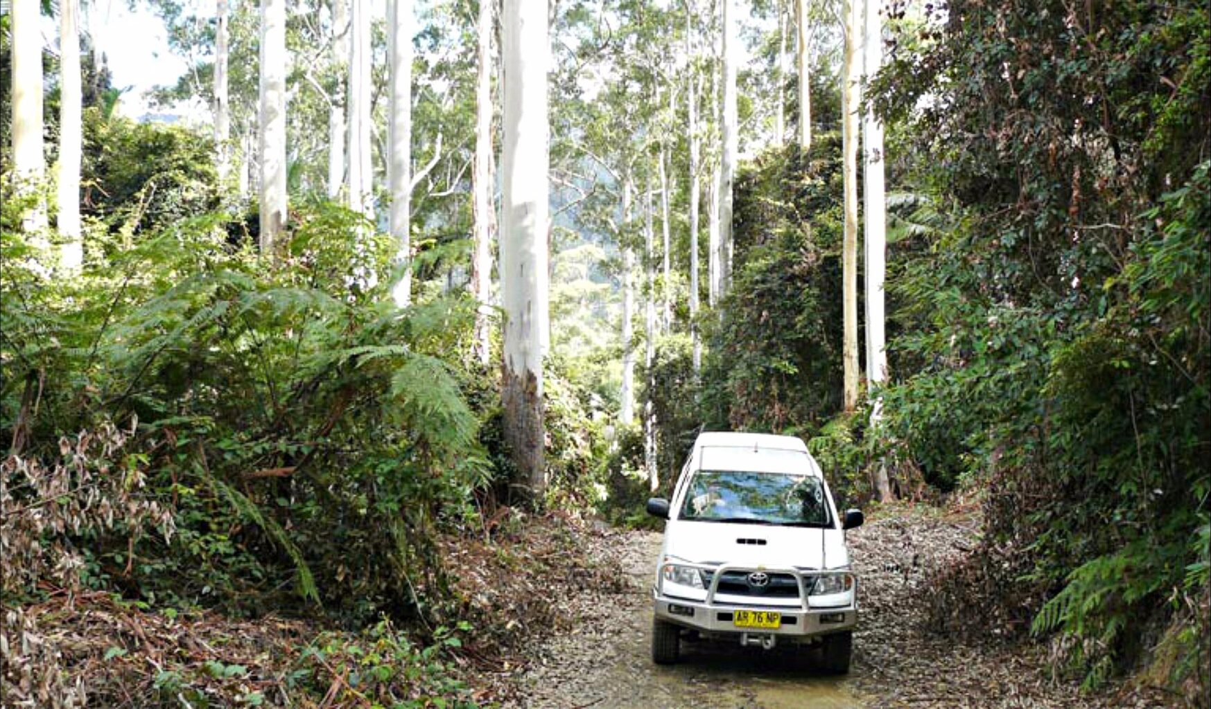 Pine Road, Bindarri National Park. Photo: Barbara Webster/NSW Government