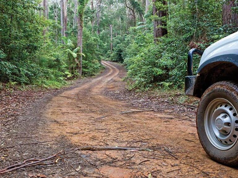 Car touring trail, Ulidarra National Park. Photo: Robert Cleary © DPIE