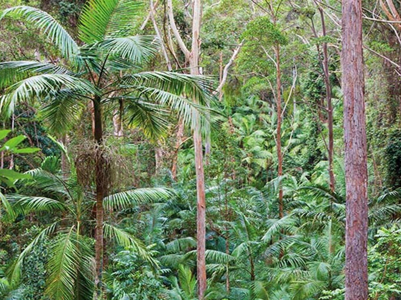 Palm-lined rainforest, Ulidarra National Park. Photo: Robert Cleary © DPIE