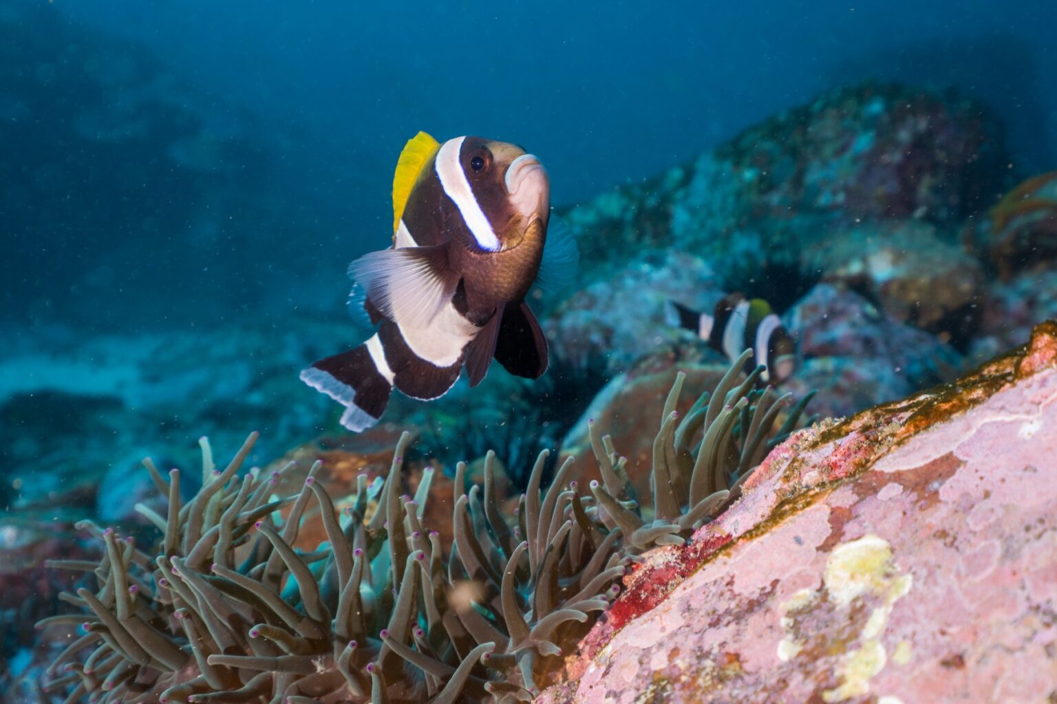 Wide Banded Anemone Fish