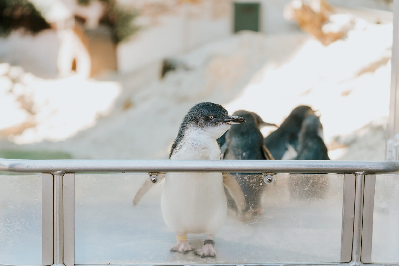 Dolphin Marine Conservation Park Has A Flock Of 12 Little Blue Penguins Living At The Park