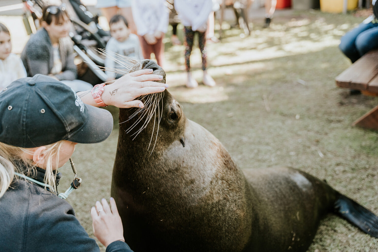 Learn How You Can Help Animals Like The Endangered Australian Sea Lion