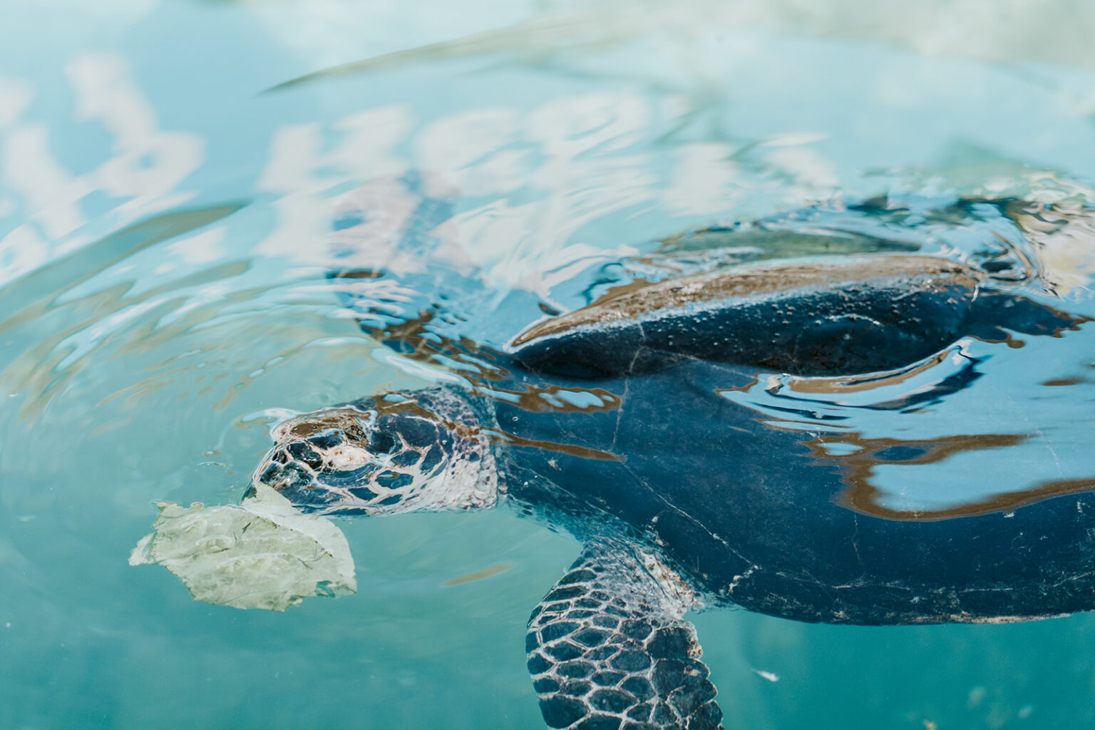 See Rescued Sea Turtles At The Turtle Hospital