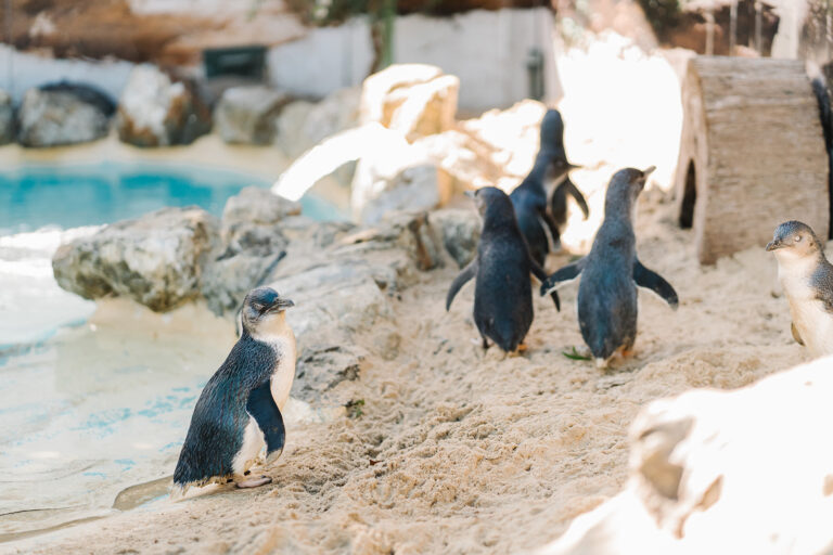 Little Blue Penguins At Dolphin Marine Conservation Park
