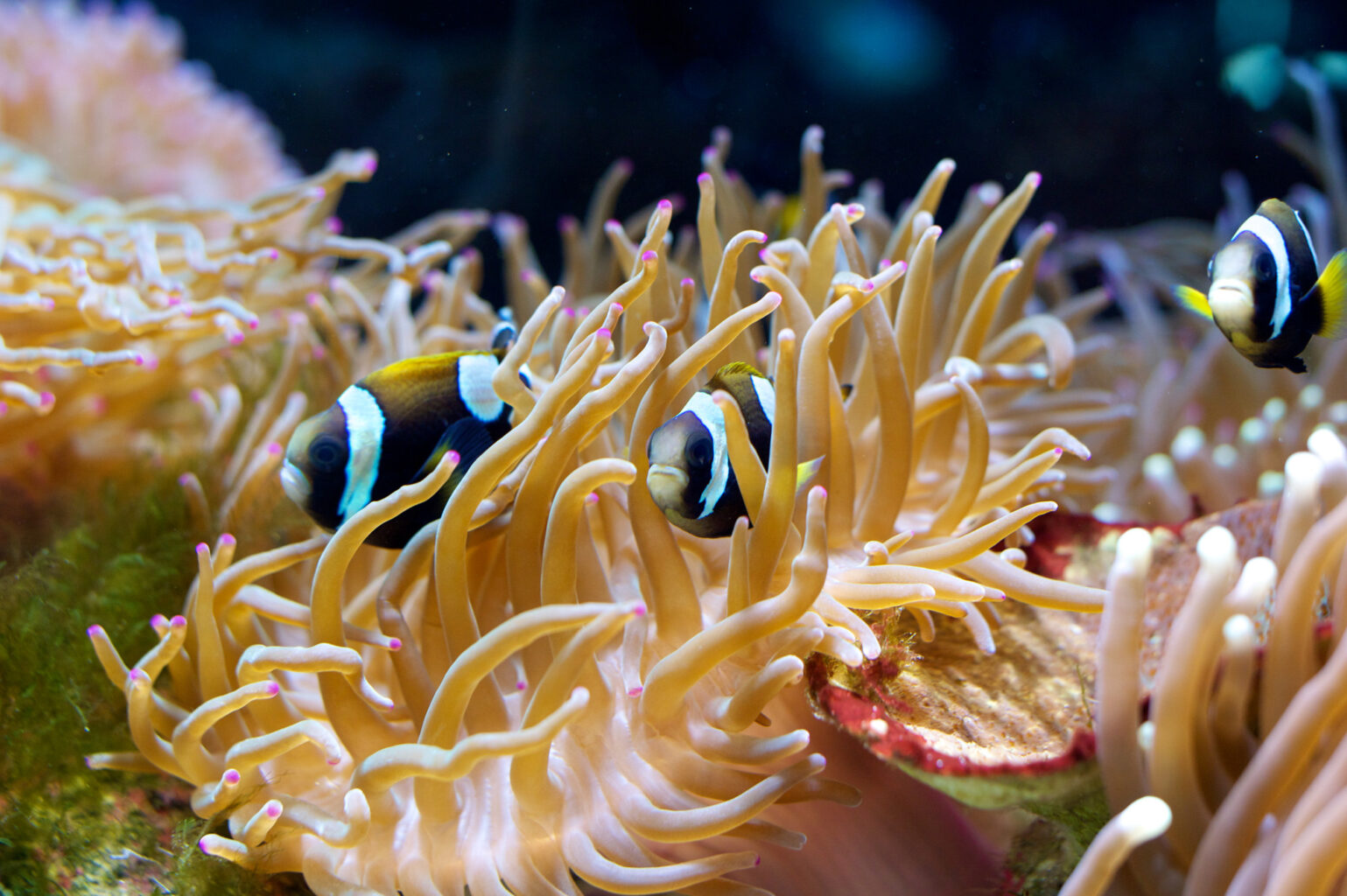 The Wide Banded Anemone Fish Is Endemic To The Solitary Island Marine Park