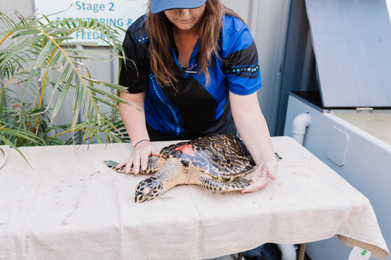The Cost Of Treating Rescued Turtles Is $200,00 Per Year