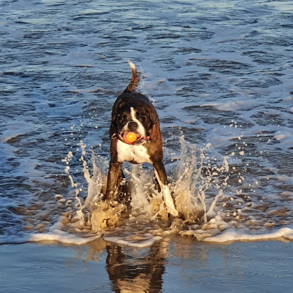 Doggy swim on Boambee Beach