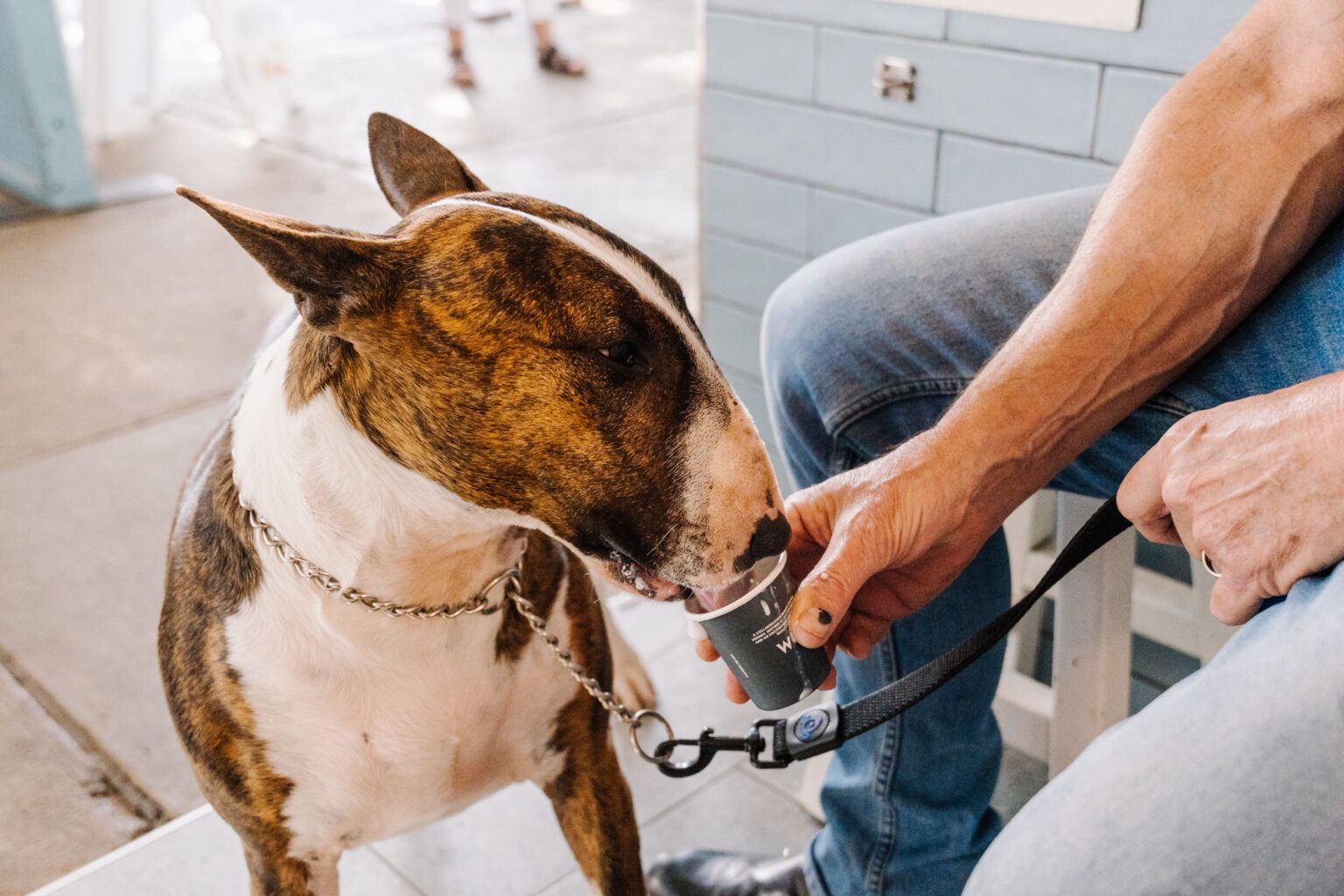 Grab Your Pooch A Pup-Cup While You Wait From Cafe Treeo