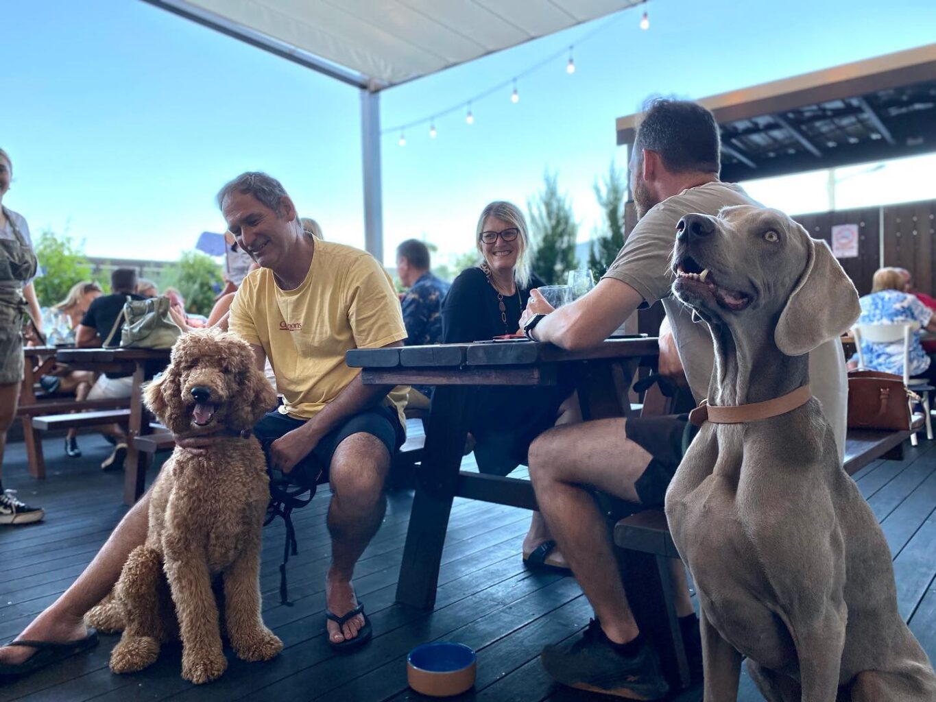 Doggos Are Welcome At King Tide Brewery