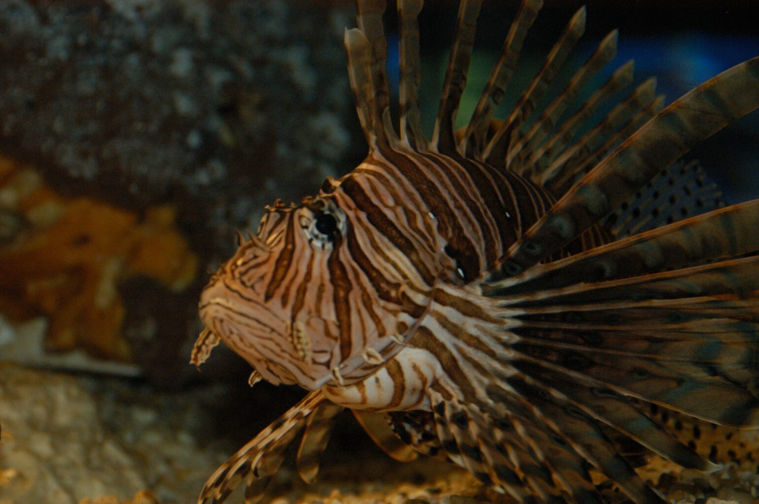 Lionfish at the Solitary Islands Aquarium