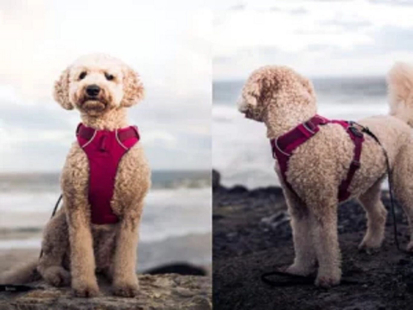 Poodle in a red vest