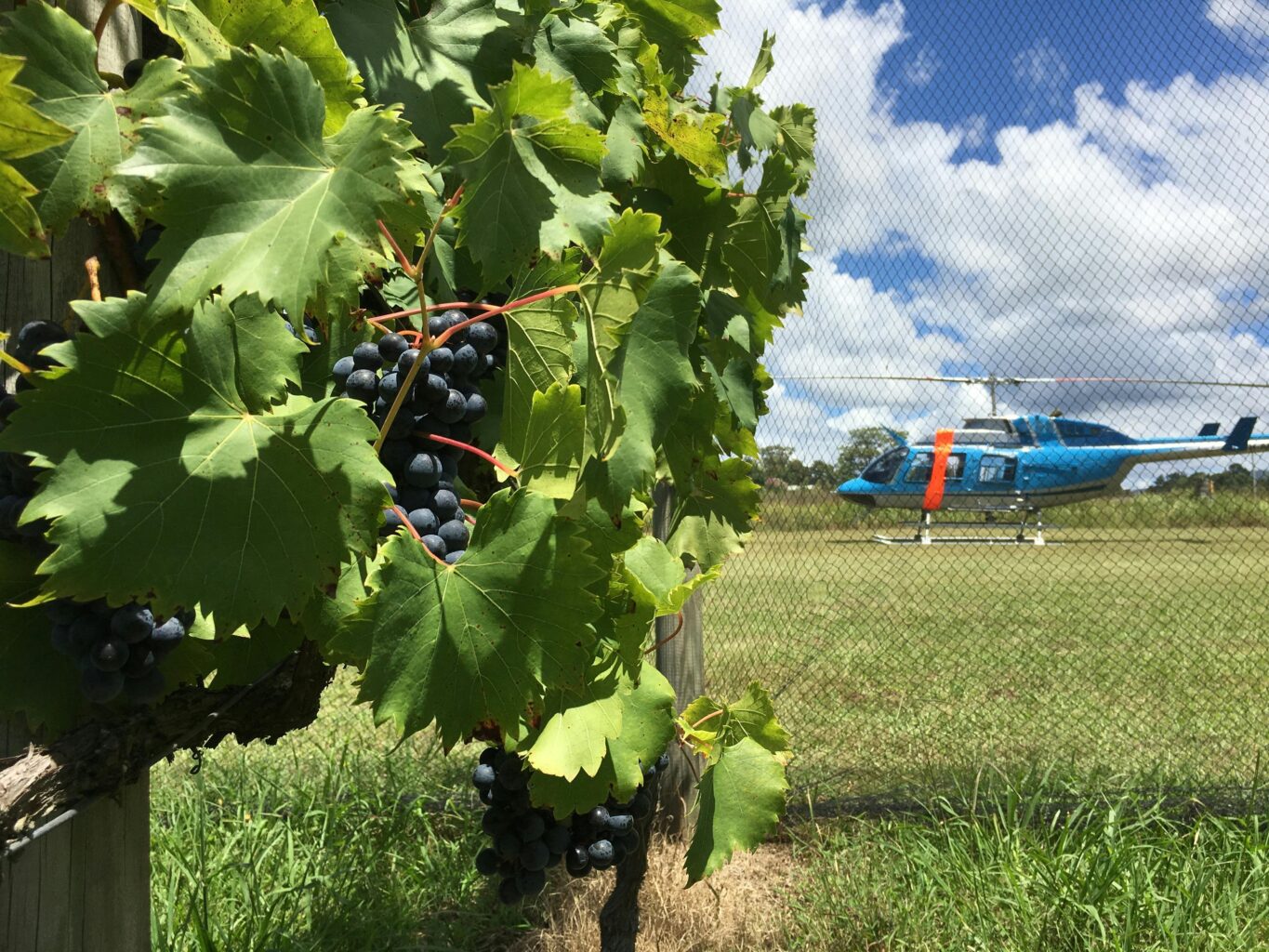 Helicopter on the ground in a vineyard. Clear blue sky, green grass and vines